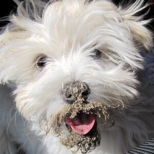 Dog sand mud dog photo