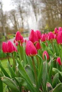 Floral plants natural
