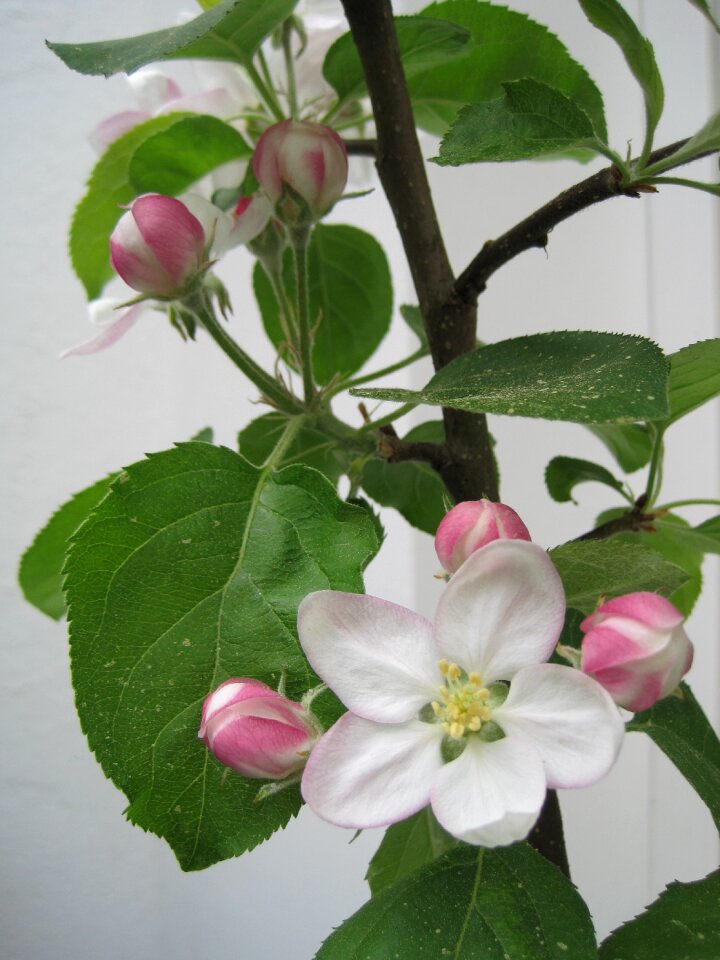 White nature apple tree blossom