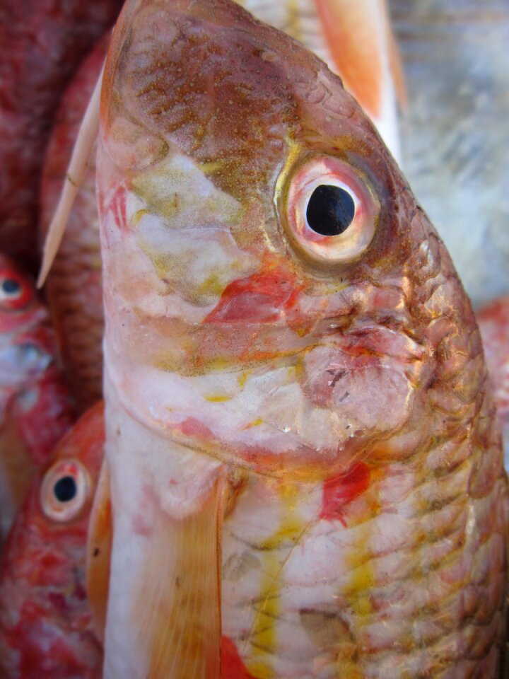 Freshly caught sea salzwasserfisch