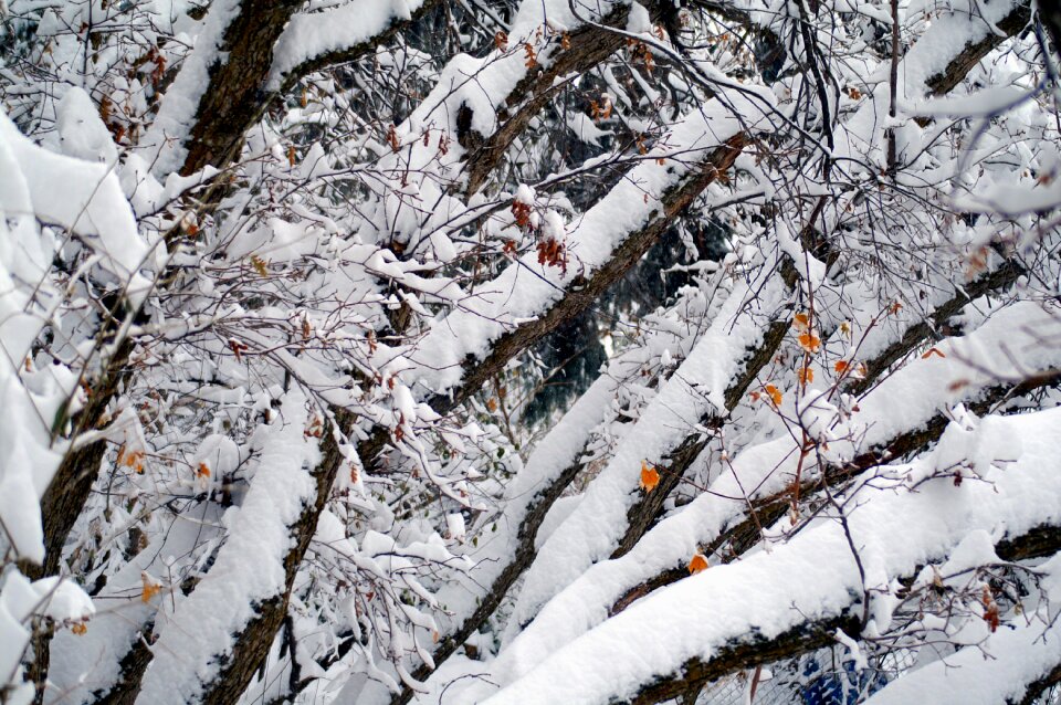 Cold nature branch