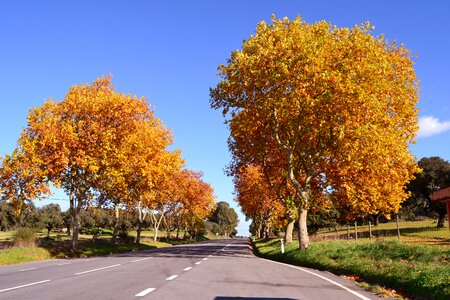 Nature foliage dries life