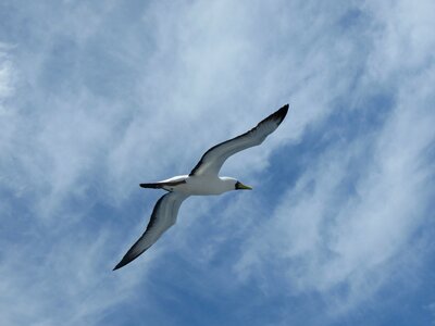 Booby seagull abrolhos photo