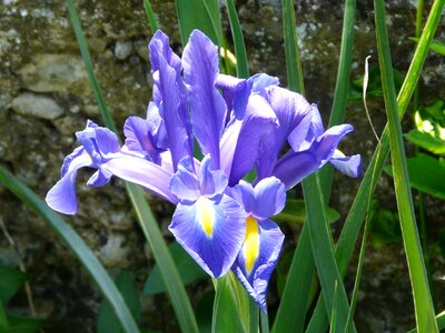 Blue violet yellow