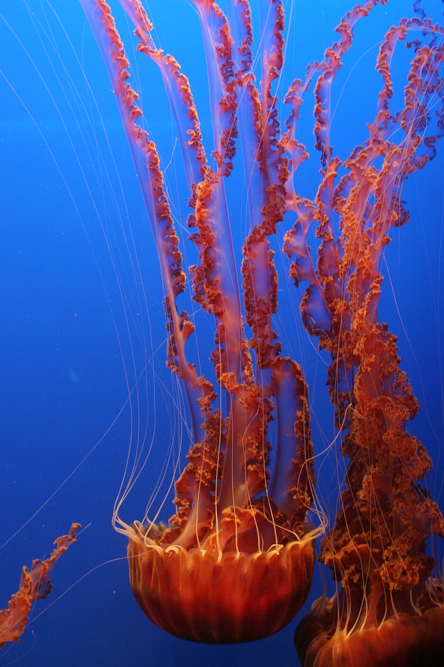 Fish underwater sea