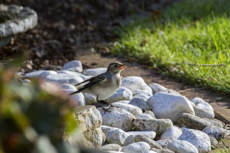 House sparrow sparrow bird bath photo