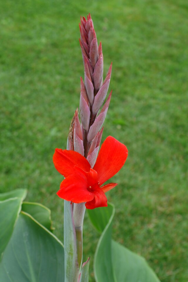 Flower red flower flowers