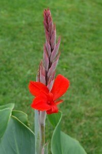 Flower red flower flowers