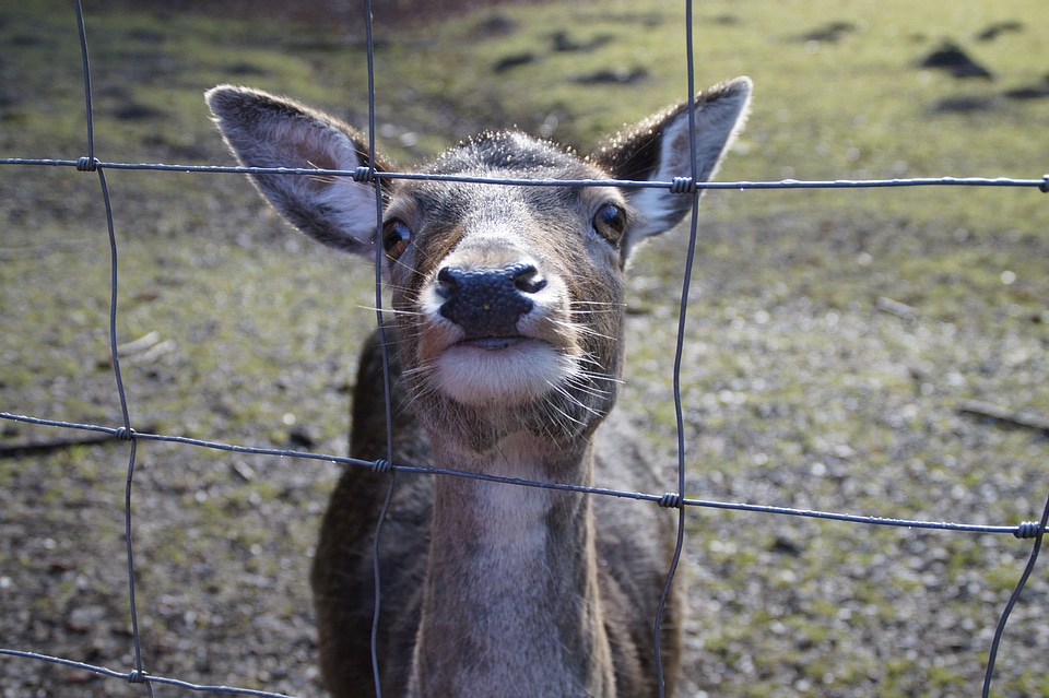 Fenced imprisoned roe deer