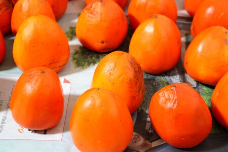 Persimmon fruit harvest