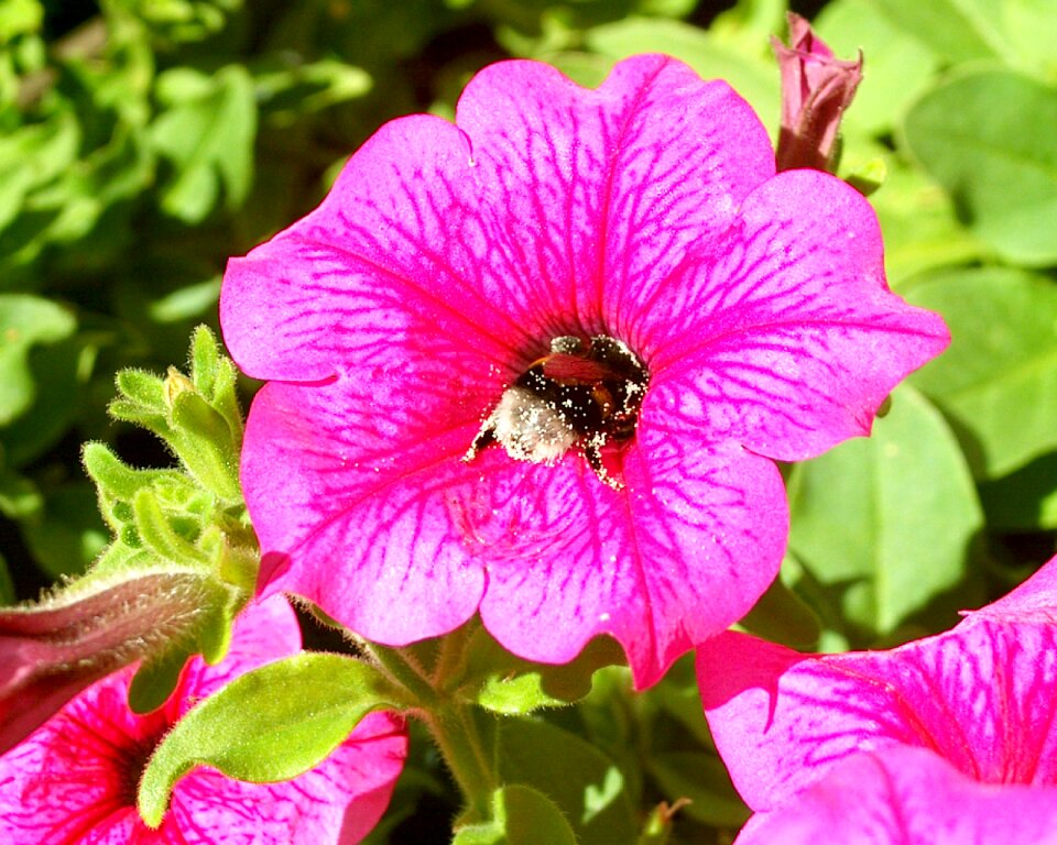 Summer insect garden