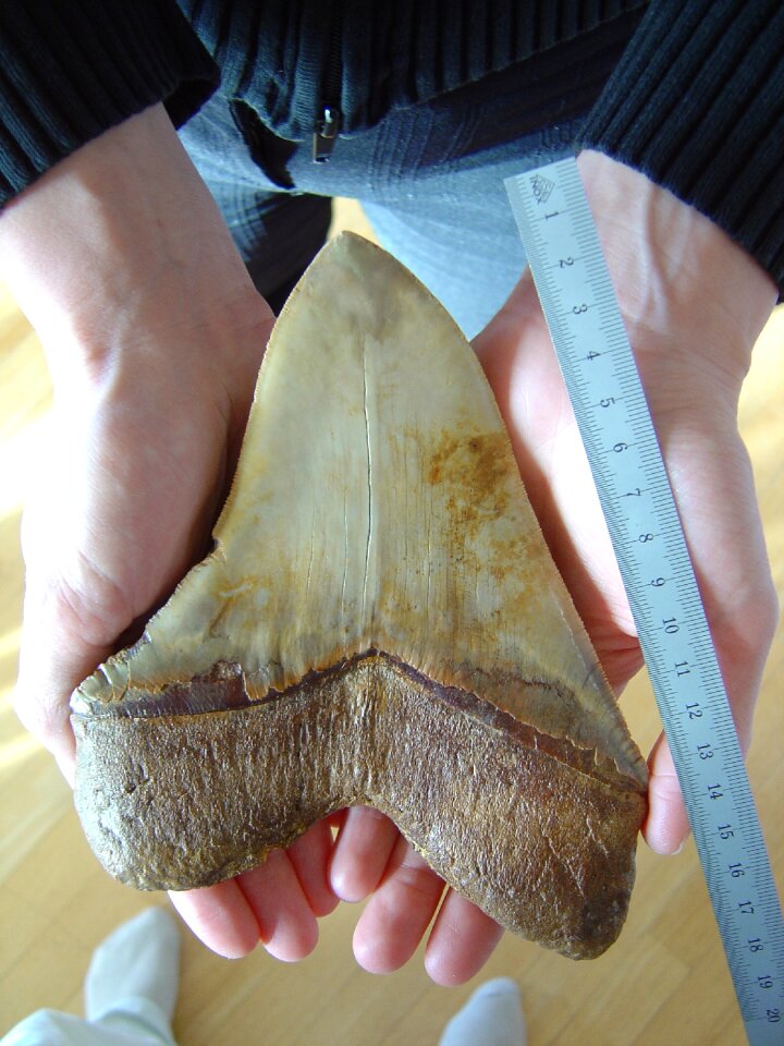 Carcharodon megalodon species dating from the miocene 18 cm diagonal