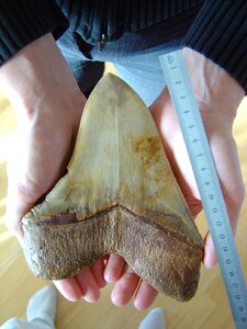 Carcharodon megalodon species dating from the miocene 18 cm diagonal