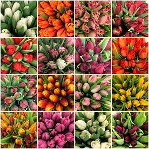 Tulip flower spring