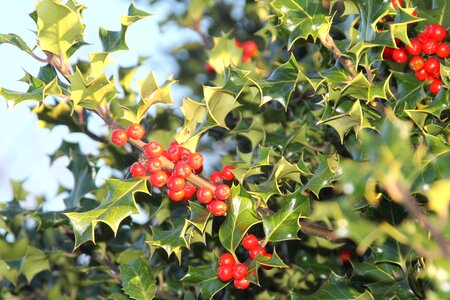 Season nature