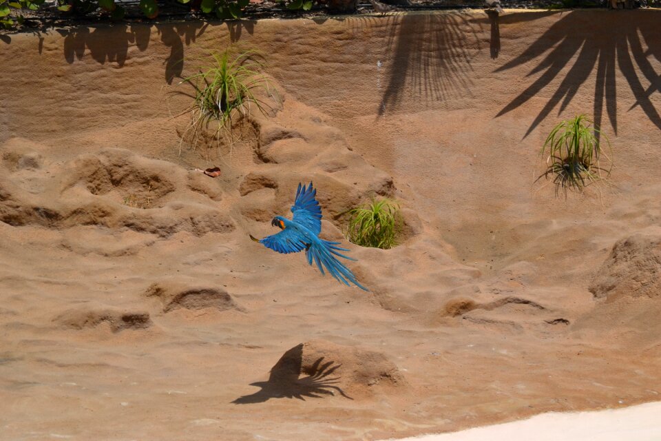 Parrots birds flying