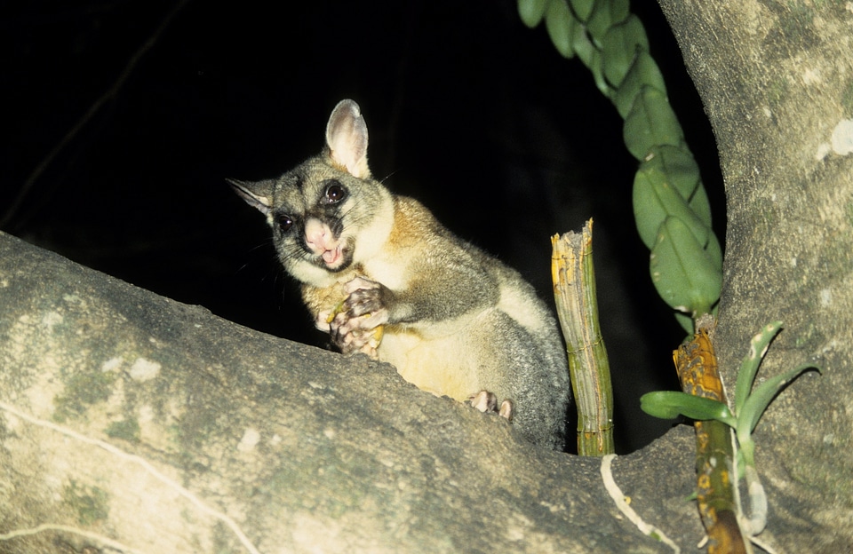 Animals australia beutelsaeugertier