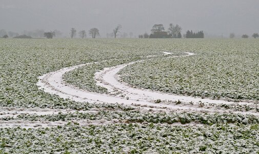 Tracks in the snow field of rapeseeds snow photo