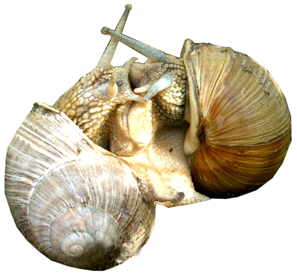 Snail love snails garden