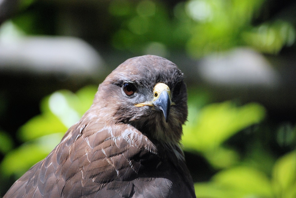 Raptor predator close-up