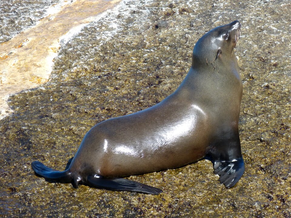 Mammal hout bay cape peninsula photo