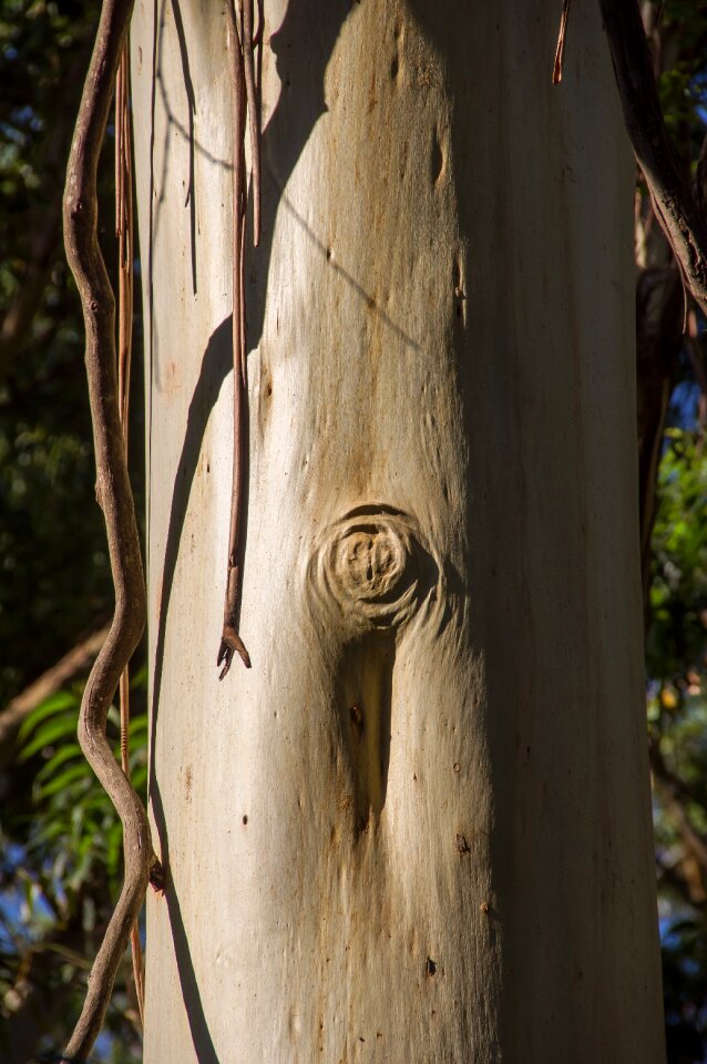 Smooth silver tree