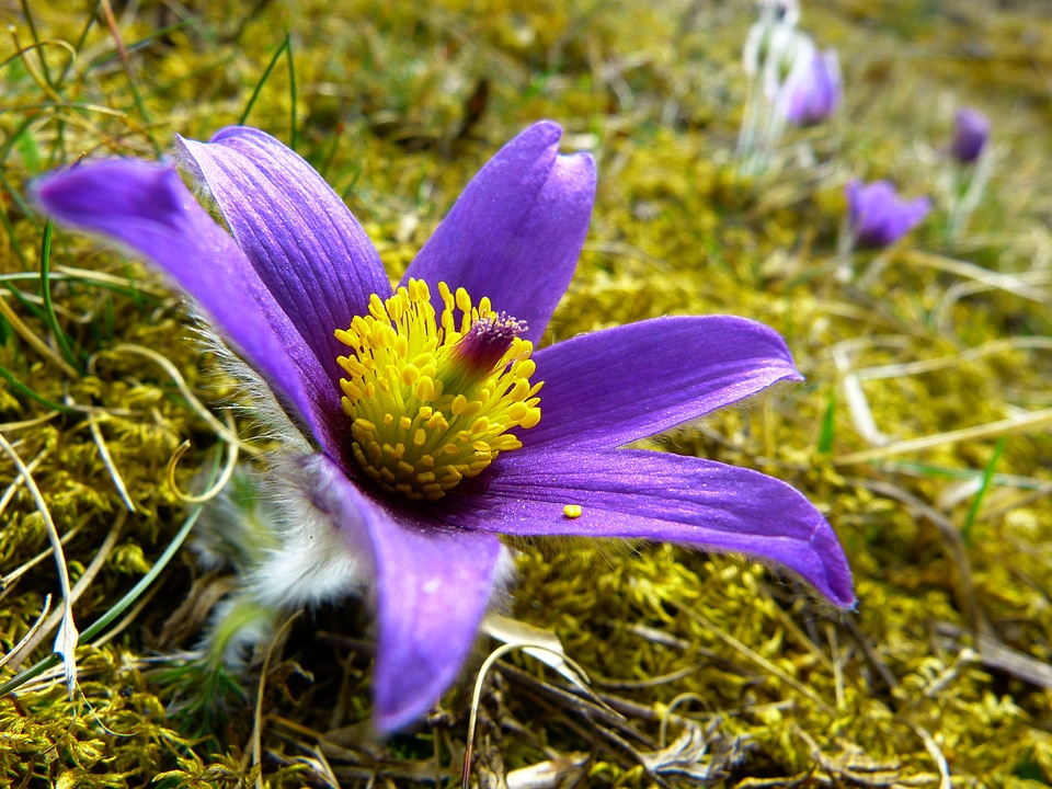 Flower purple blue