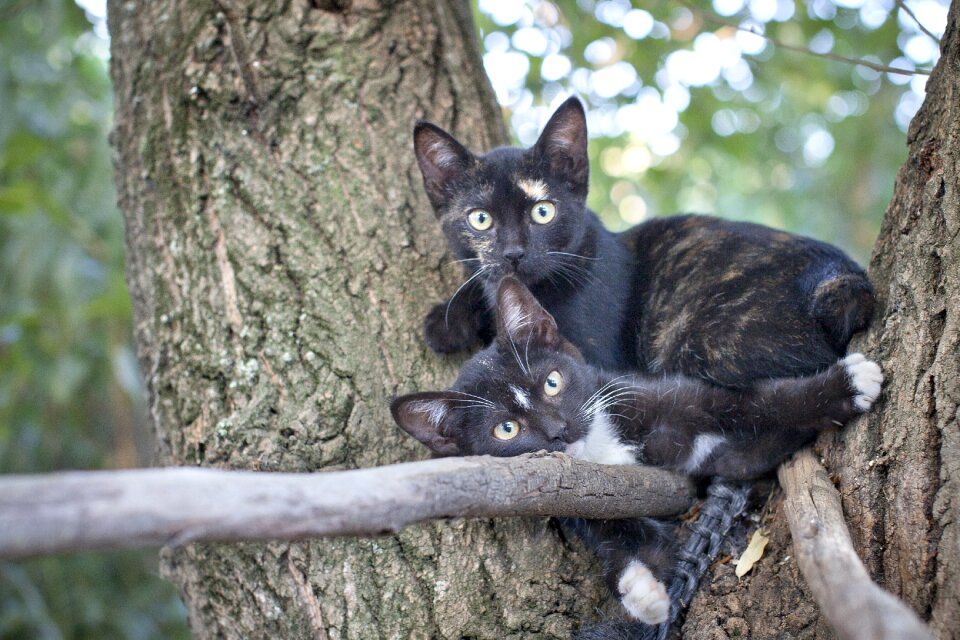 Cats trees animals