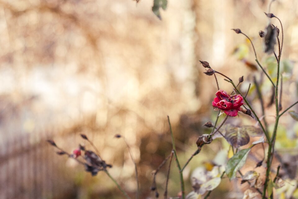 Bloom beauty nature