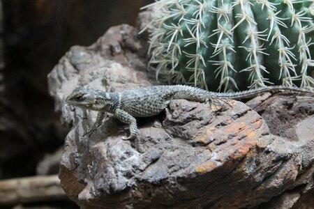 Wildlife tropical natural