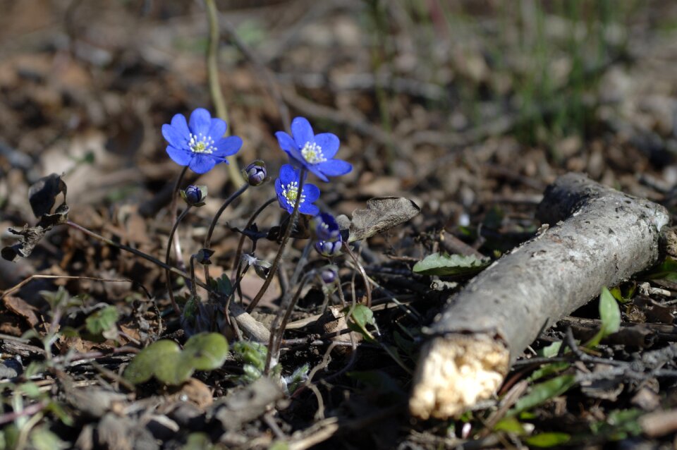 Liverwort spring flowers spring