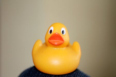 Rubber cute rubber duck