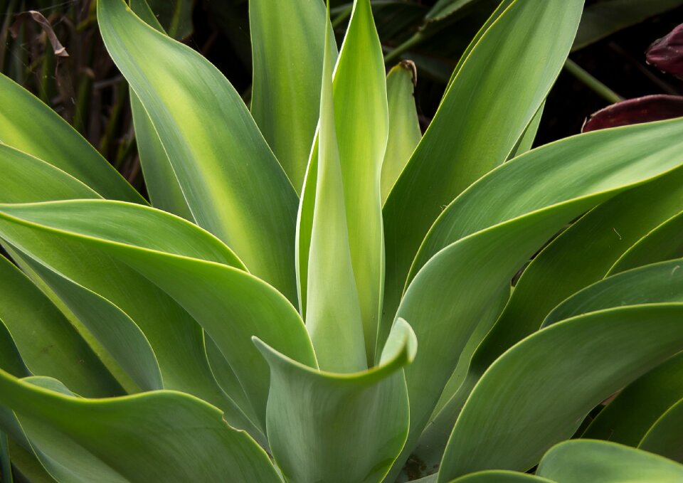 Pattern foliage garden