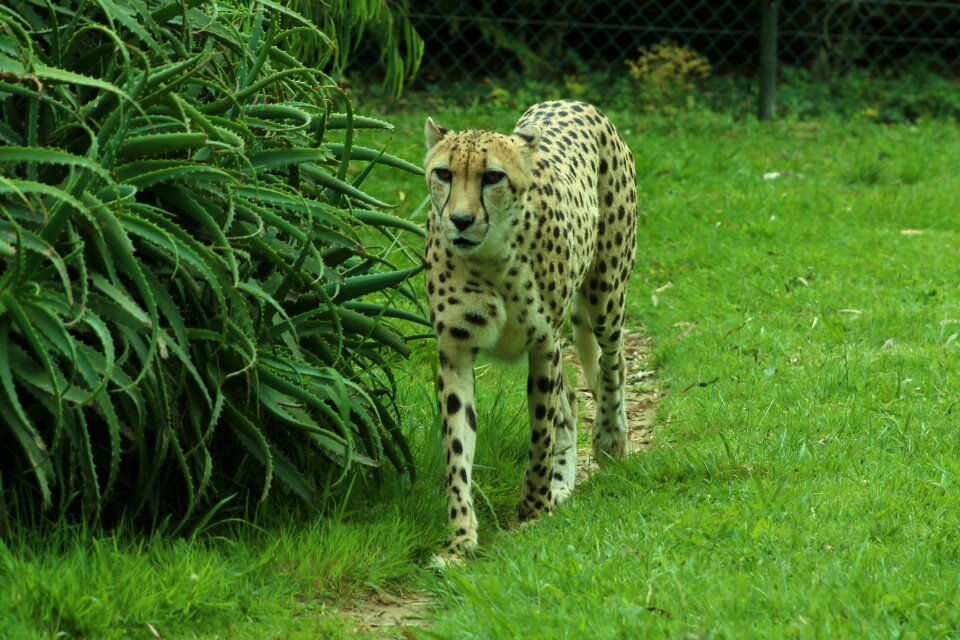 Wildlife animal nature