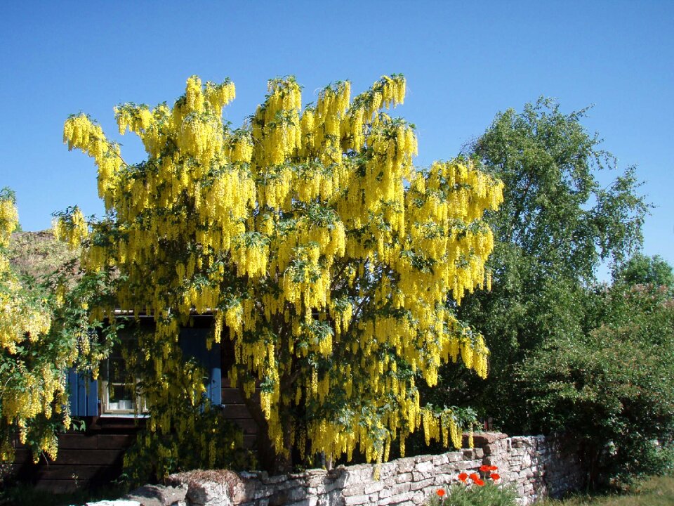 Laburnum floral bush bush