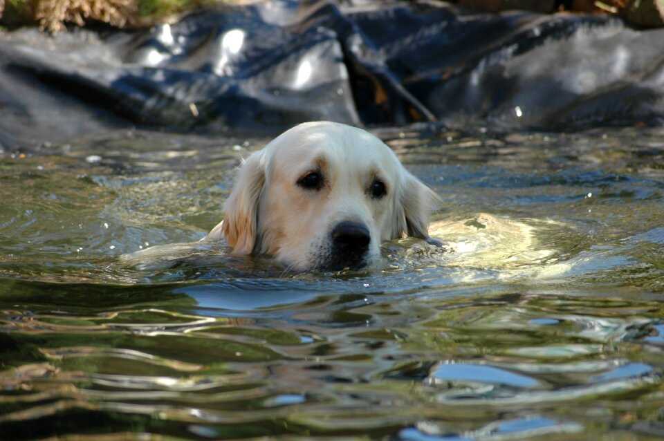 Golden retriever dog pond