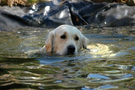 Golden retriever dog pond photo