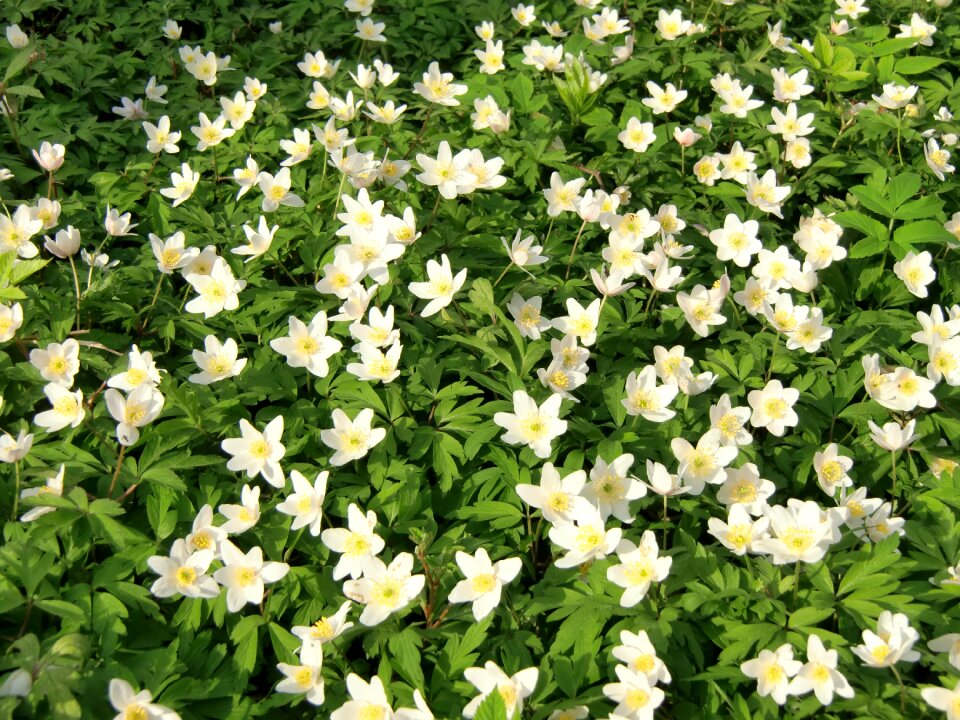 Wood anemone spring flower spring