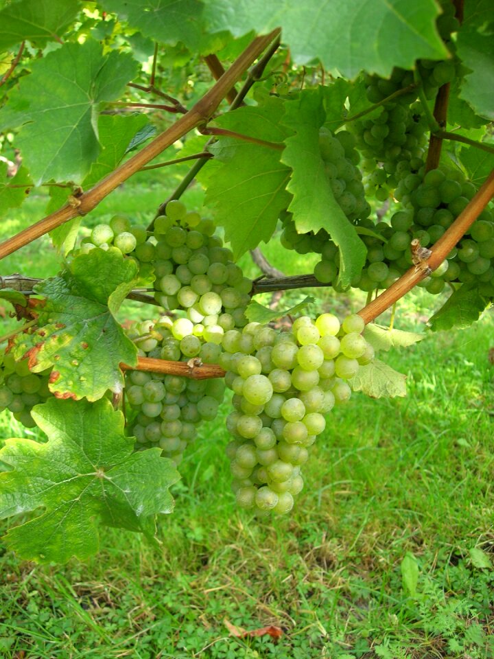 Winegrowing vines season