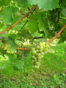 Winegrowing vines season