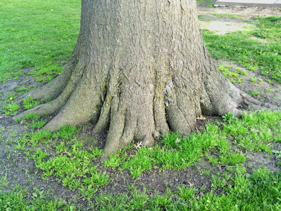 Nature wood growth