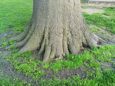 Nature wood growth