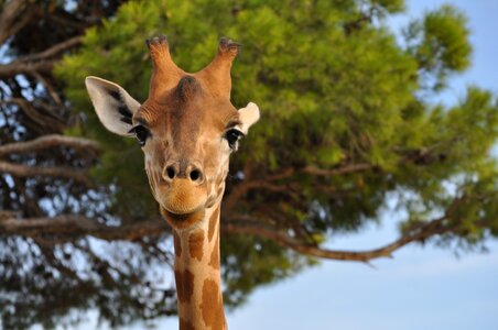 Animal animals nature