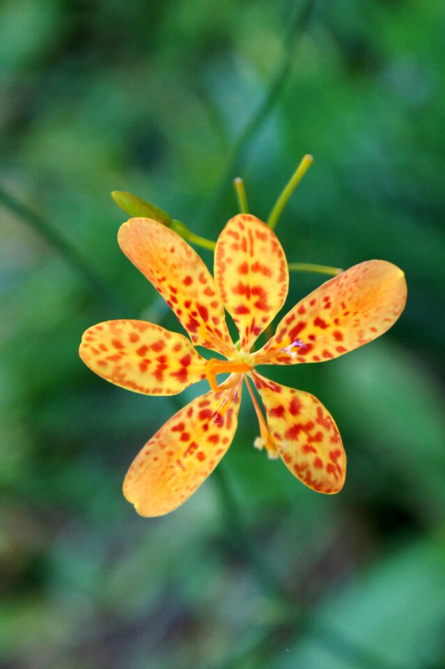 Bloom flora petal
