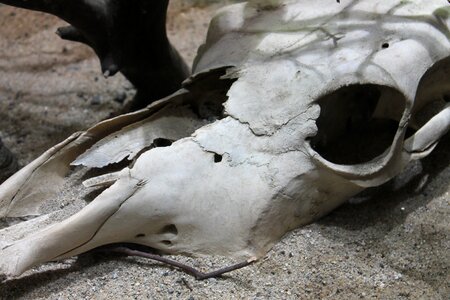 Bone bull dead photo