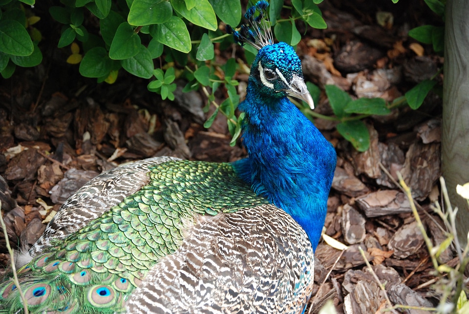 Elegance feathers colorful