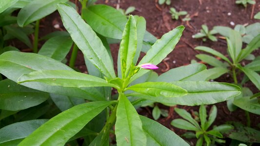 Herb green vegetable