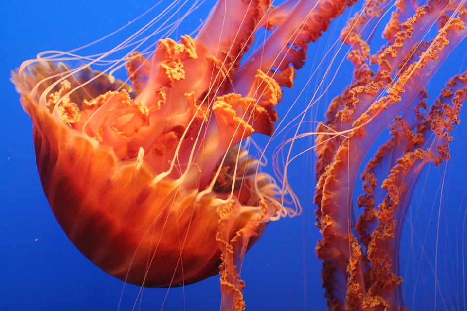 Blue jelly marine photo