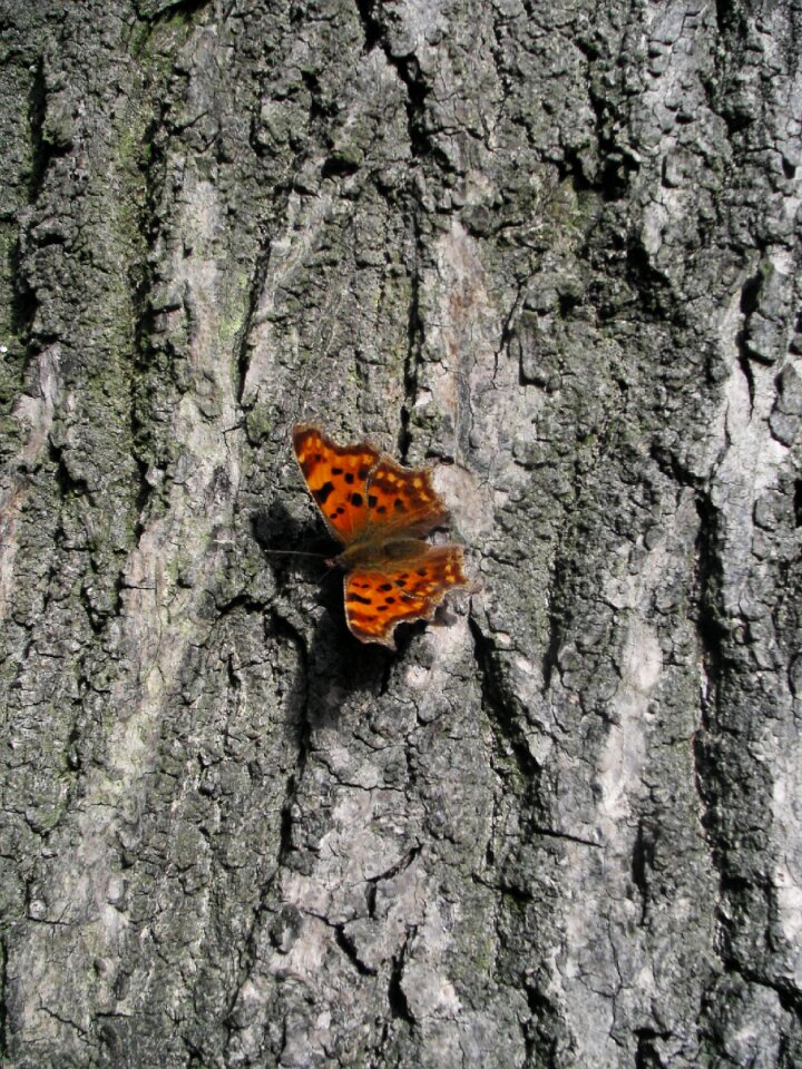 Forest old tree wing