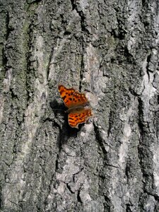 Forest old tree wing